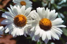 two snow-white daisies