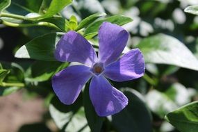 Periwinkle Blossom