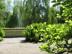 fern at fountain in park at summer