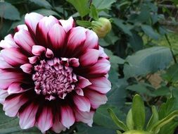 pink dahlia flower on a green bush close-up on blurred background