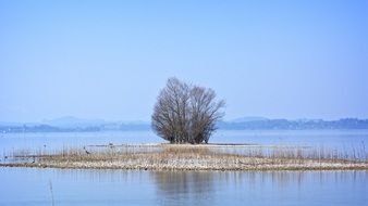 tree on a small island on Chiemsee Lake