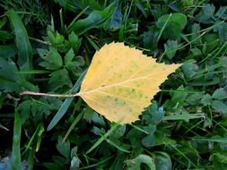 yellow leaf on green grass close-up