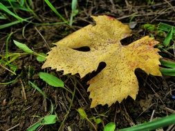 dry autumn leaf on the ground closeup