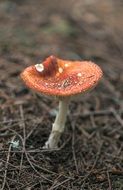 Toxic Red Mushroom