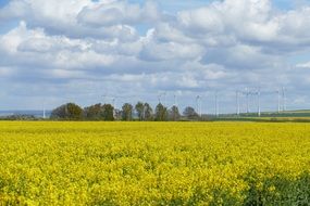 cloudy sky over a colorful rapeseed field