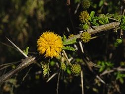 yellow flowering of a sweet acacia