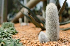 fluffy cacti in the garden