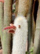 cactus as a cartoon character