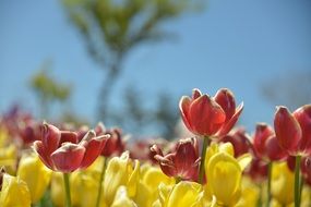 glade of colorful tulips under the bright sun