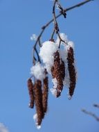 Snow on the bush