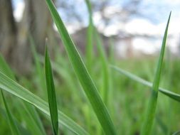 thin green grass blades