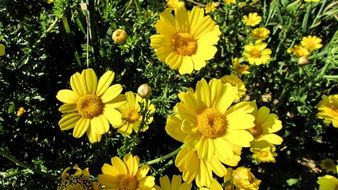 yellow daisies in spring garden