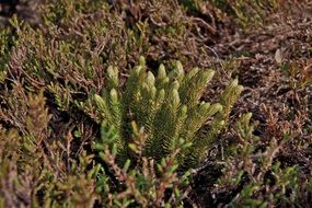 bush of northern firmoss