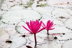 Beautiful pink lotuses in the water