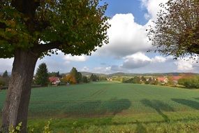 green meadow for grazing cows