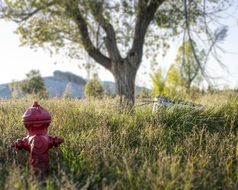 red Fire Hydrant in forest