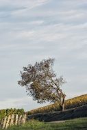 tree near vineyards in france