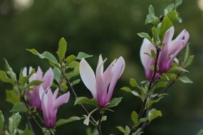 extraordinary Rhododendron