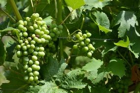 green grapes on the vine in bright sunlight