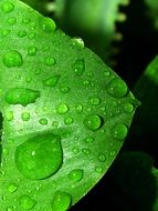 fresh Water Drops on Green leaf