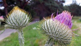 thistle flower plant blossom