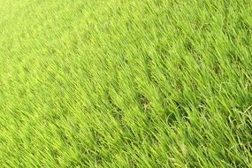 amazing view of green rice plantations
