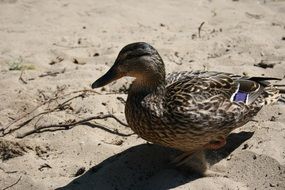 stunningly beautiful Beach Duck