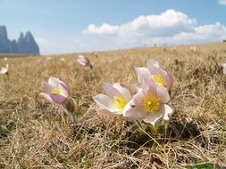 Seiser Pasque Flower