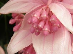 Exotica Pink Flower