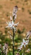 Close up picture of white Petals