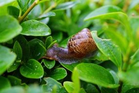 snail on a green leaf on a plant