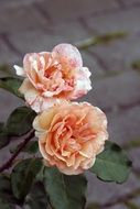 roses flowers for the date