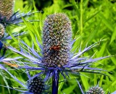 Thistle or Carduus