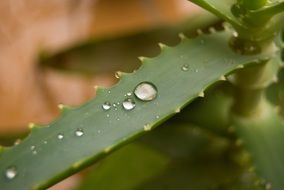 Macro picture of waterdrop on an Aloe Plant