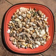 small shells lie in a red plate