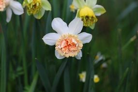 colorful multicolored daffodils close-up