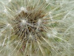 close-up view of a lush dandelion