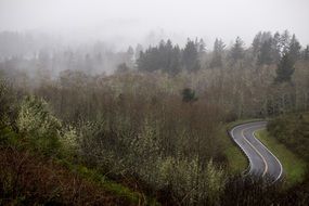 panoramic view of the road among the foggy forest