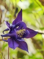 Purple Columbine Flower in nature