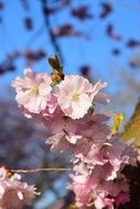 Beautiful pink and white flowers of Japanese cherry tree