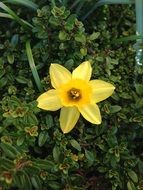 yellow daffodil on the background of greenery in the garden