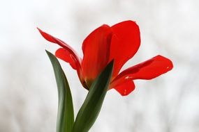 red Plant Flower Tulip Nature