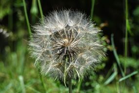 Closeup Picture of Dandelion pointed flower