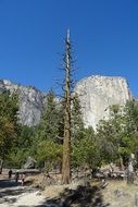 dead tree in the yosemite national park