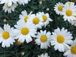 Summer Daisies flowers