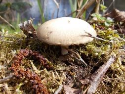 white mushroom in moss