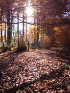 landscape of bright sunlight in the autumn forest
