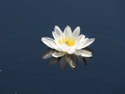 white Water Lily Flower on deep blue water