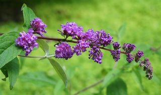 Beautiful butterfly bush in the garden