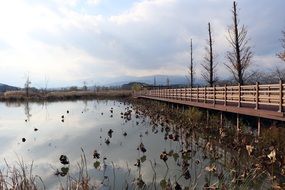 bridge over a lake in the forest